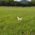 Apartma Claudia *